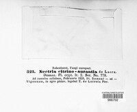 Nectria citrinoaurantia image